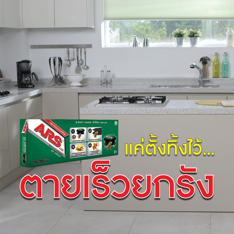 แมลงสาบคือฝันร้าย!