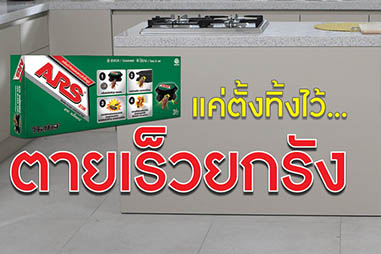 แมลงสาบคือฝันร้าย!