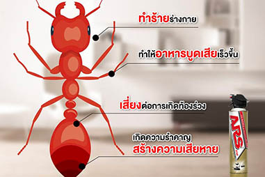 สารพัดผลเสียที่มากับมด