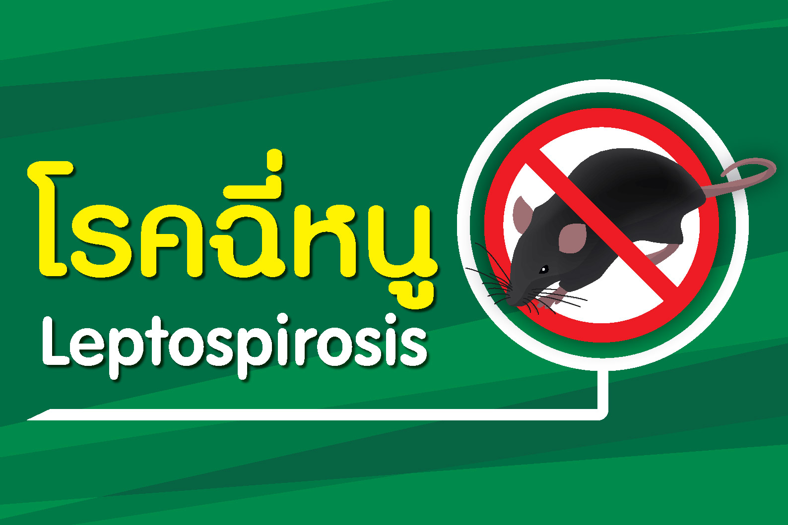ไข้ฉี่หนู โรคร้ายที่ป้องกันได้